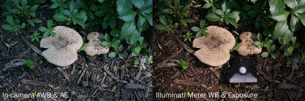 Fungi02