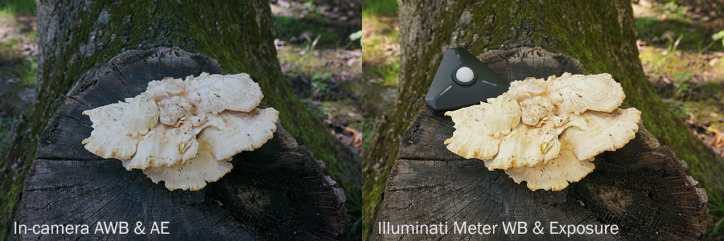 Fungi05