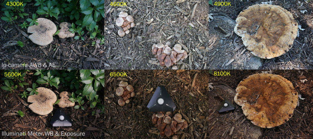Fungi08_compare